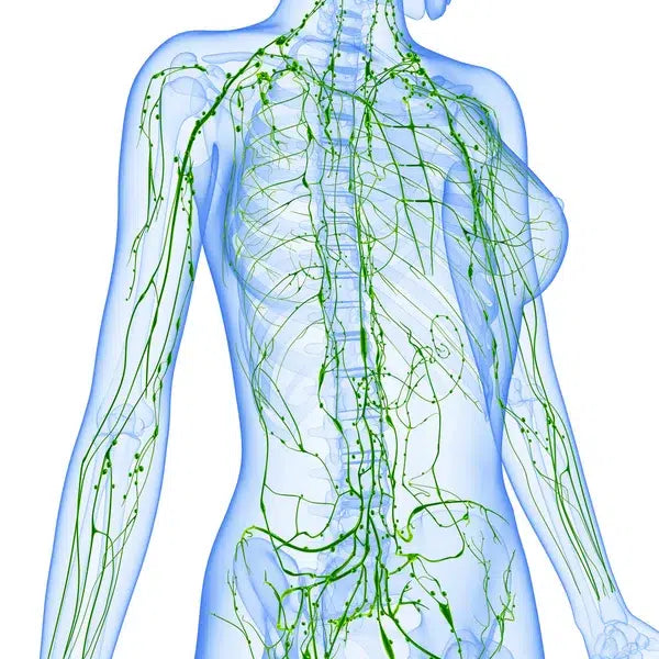 Dainage lymphatique manuel